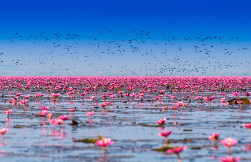 Фото: Siripong Kaewla-iad. Кувшинки