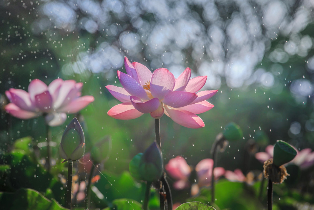 Фото: Chaiyun Damkaew. Кувшинки