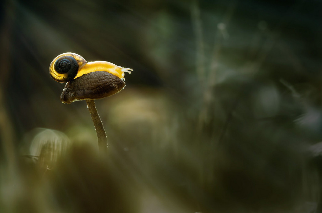 Фото: Hendrik Susanto