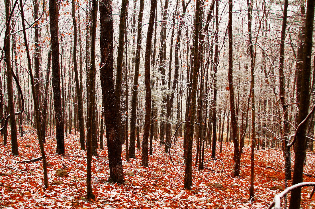 Фото: Aaron Shaver