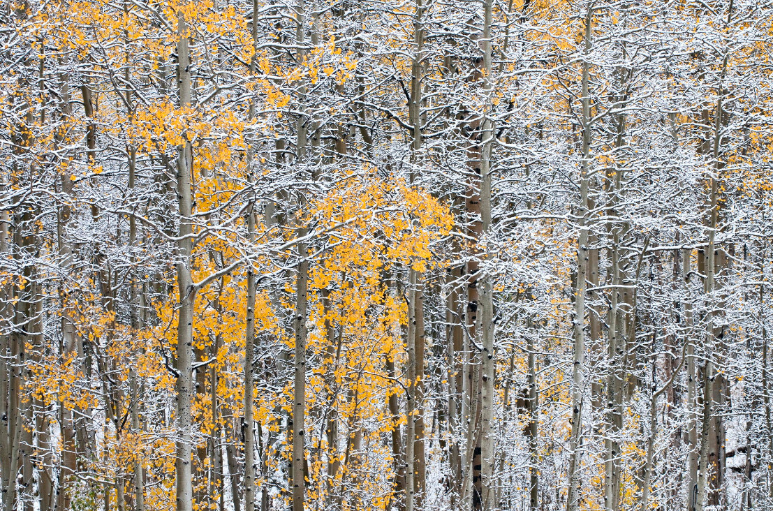 Фото: Randall Roberts