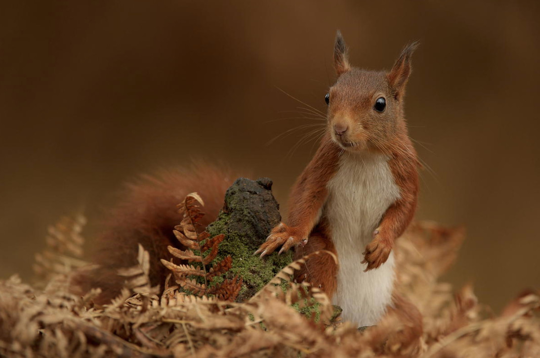 Фото: Edwin Kats