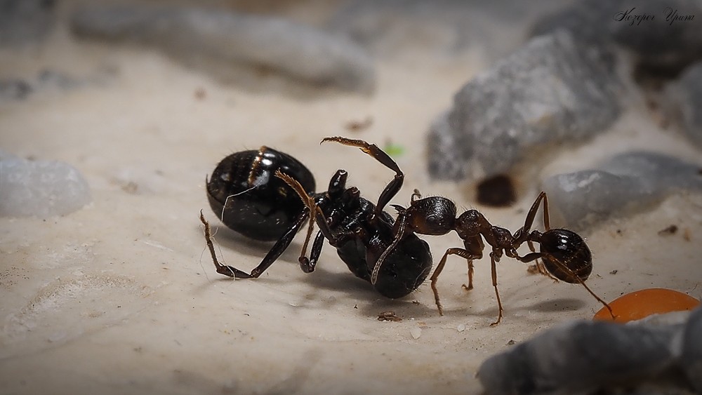 Почему умер муравей. Муравей Королева матка. Королева кочевых муравьев. Муравьиная Королева и муравей. Муравьиная Королева матка.