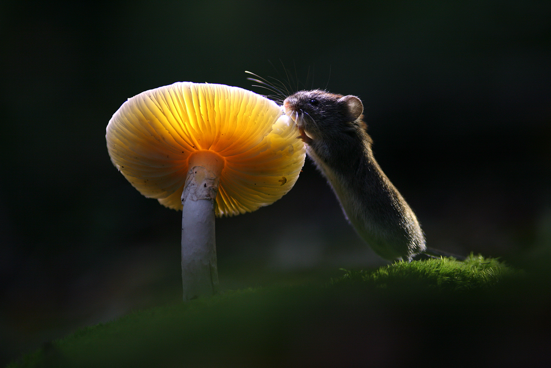 Картинки по запросу Мистический мир грибов в фотографиях