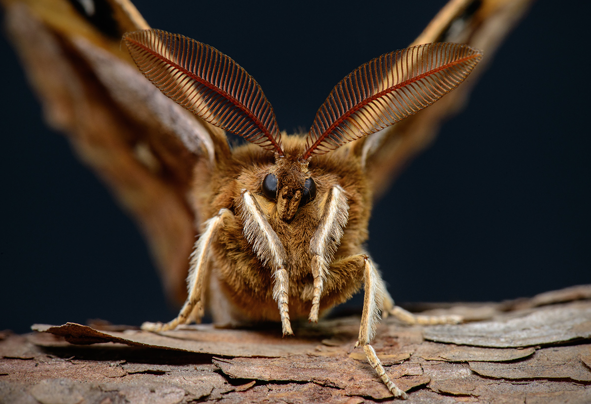 Мотылки. Павлиноглазка рыжая бабочка. Мотылек. Ночная бабочка Павлиноглазка. Chorinea Sylphina.