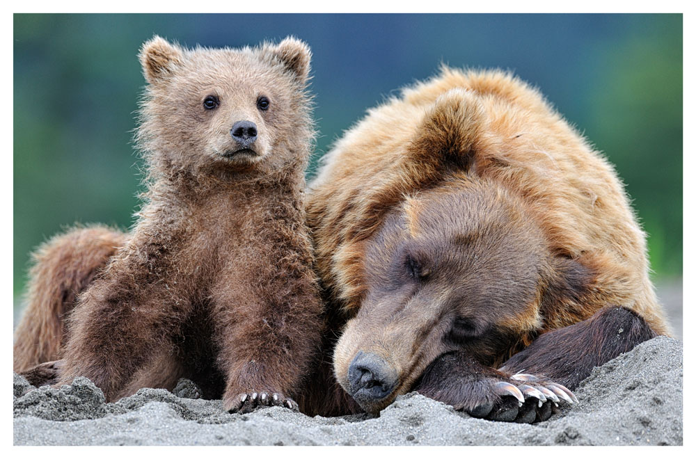Медведи. Фото: Николай Зиновьев