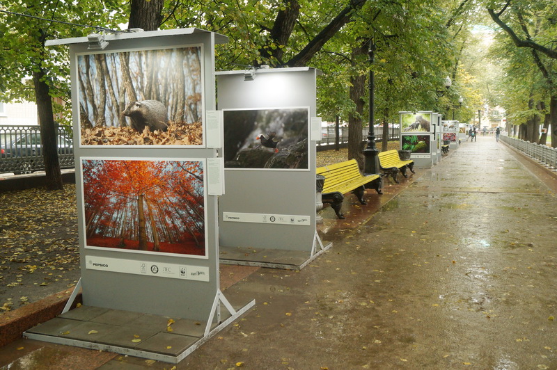 Выставка «Лесные истории. Осень», Москва, Патриаршие пруды.