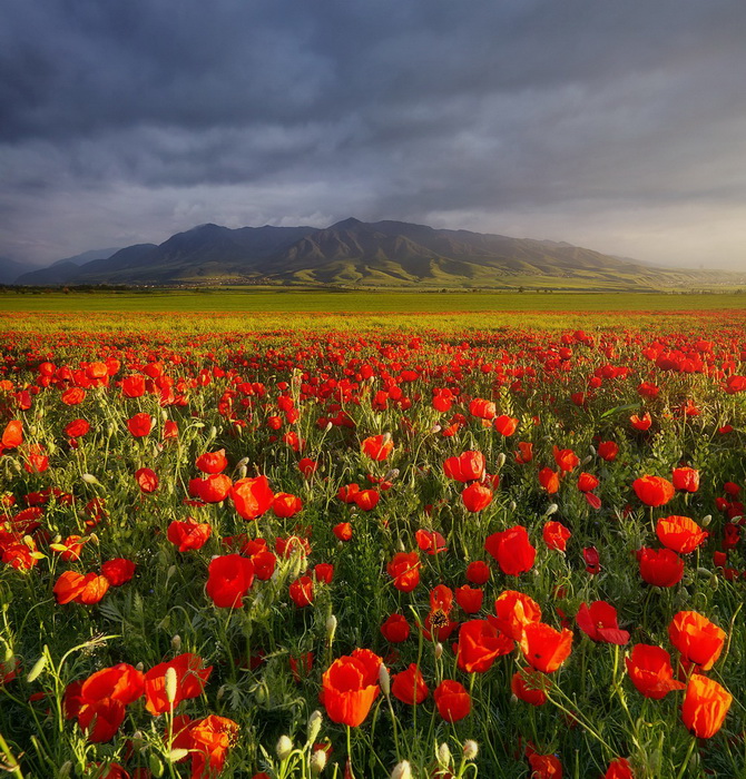 Сергей Сутковой. Маковые ковры на предгорьях небесных гор Тянь-Шаня. Киргизия, май 2015.