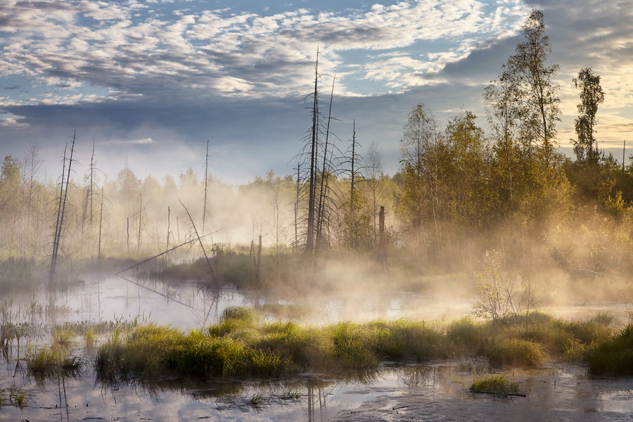 Сергей Сутковой. На болотах Гаврилов-Яма. Ярославская область, июнь 2015.